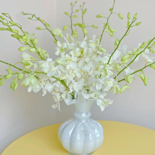 泰国洋兰丨白色丨10支+2支防损 商品图0