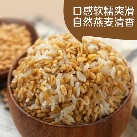 中粮初萃 内蒙燕麦米1kg五谷杂粮 商品图4