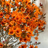 腊梅丨橙色丨草花 商品缩略图2