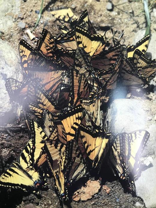 奥杜邦昆虫图鉴 数百幅插图 精装大16开 商品图11