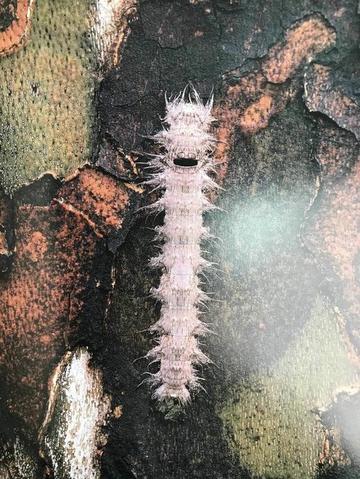 奥杜邦昆虫图鉴 数百幅插图 精装大16开 商品图6