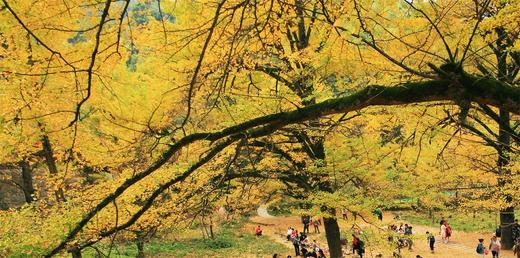 贵州秋韵——妥乐银杏村、万峰林、马岭河大峡谷、乌蒙大、千年布依族古寨、安顺青岩古镇6天摄影团 商品图8