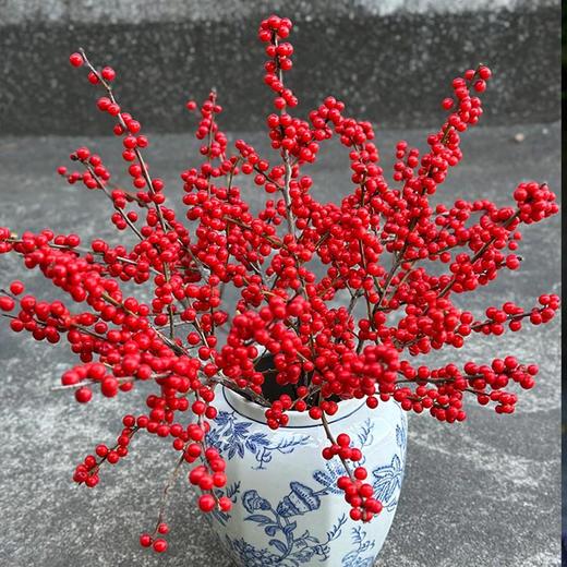 北美冬青50cm 商品图0