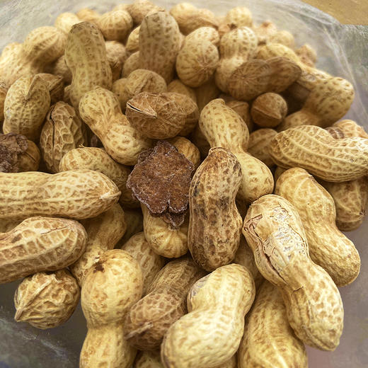 『新会陈皮小花生』喝茶下酒伴侣，酥酥脆脆不上火，一嚼满口生香 商品图5