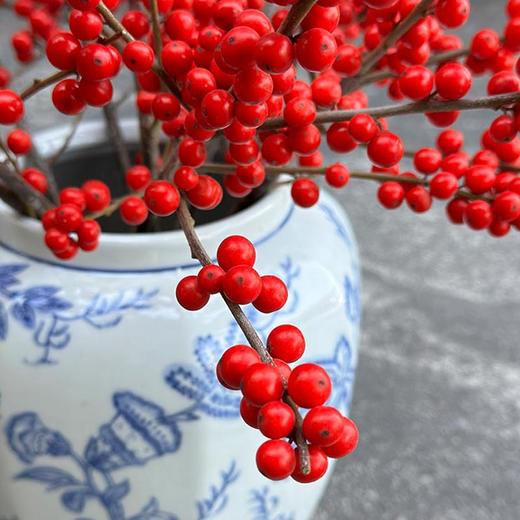 北美冬青50cm 商品图2