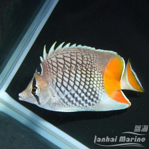 橙尾蝶 商品图1