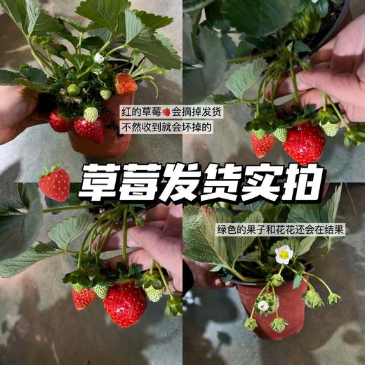 【草莓盆栽.带果发货】180#黑色加仑盆1盆+送加仑盆1个+送底托1个/份 第二份8.8元（云南仓） 商品图1