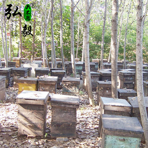 【弘毅六不用生态农场】生态养殖  土蜂蜜 中蜂蜜 500g/瓶 商品图6