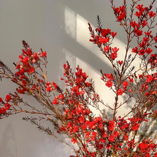 丨腊梅丨红色丨草花 商品图1