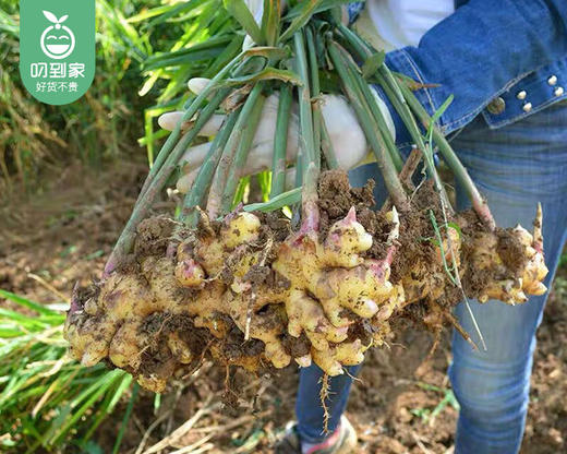 龙岩新鲜小黄姜（1kg±100g/盒） 商品图6