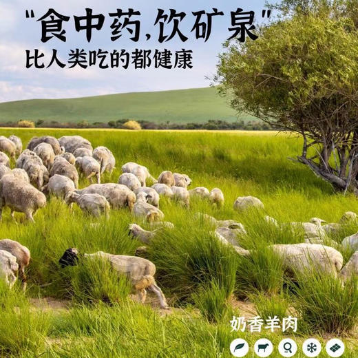 【热销5年】黑山头奶香羊排480g/包（8片）纯正内蒙草原羔羊，原切无添加，不膻不腻 顺丰空运 商品图1