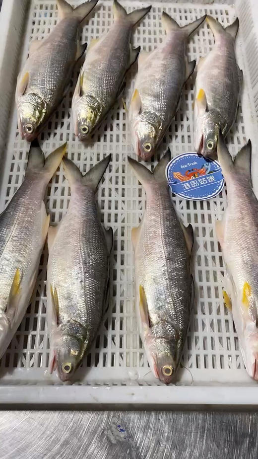 本港午鱼🐠闽南第一嫩鱼😋千层糕似肉质，入口即化，鲜嫩无比👍👍活冻 商品图2
