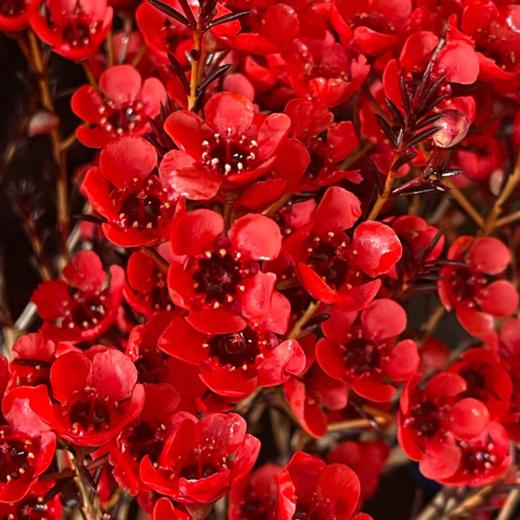 丨腊梅丨红色丨草花 商品图2