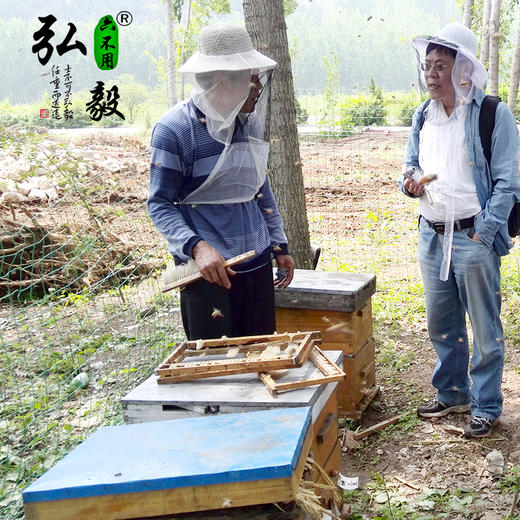 【弘毅六不用生态农场】生态养殖  土蜂蜜 中蜂蜜 500g/瓶 商品图4