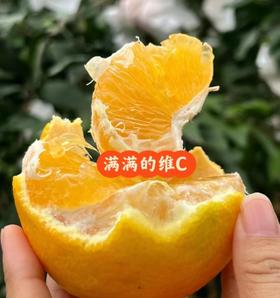 福建甜橙 |水果