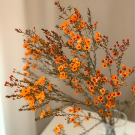 腊梅丨橙色丨草花