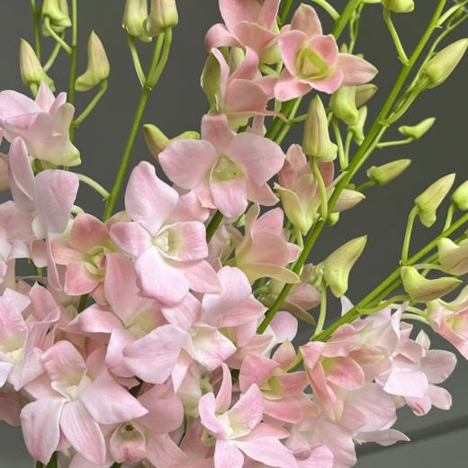 泰国洋兰丨粉色丨10支+2支防损 商品图3