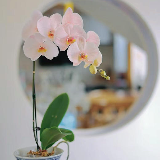 在这样一个冬季，第一株兰花不如就从蝴蝶兰入手吧，一起期盼来年春暖花开！蝴蝶兰喜欢温暖湿润、半阴半阳的环境。避免高温和强光直射，保持空气湿度和土壤湿润。颜色随机，两盆一组 商品图0