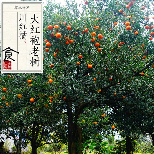 【第二批预售】自制千金药正宗川陈皮原料 · 四川内江资中大红袍老树红橘（预计12月4日左右按照订单顺序发货） 商品图2