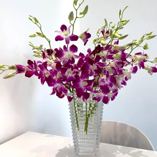 泰国洋兰丨紫色丨10支+2支防损 商品图2