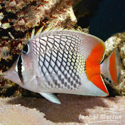 橙尾蝶 商品图6