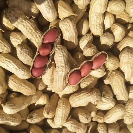 河谷上方 红四粒花生 500g*5袋 商品图2