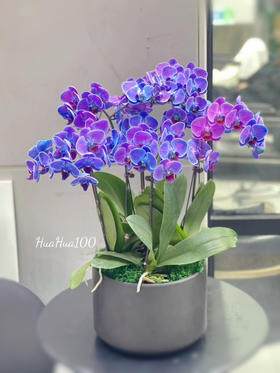幸运好礼丨6株创意蝴蝶兰