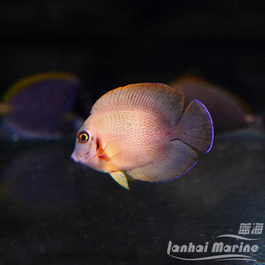 刨苔吊 商品图1