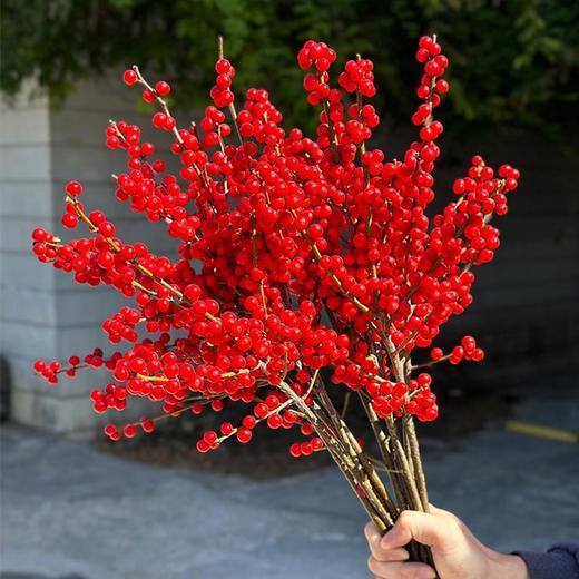 北美冬青50cm 商品图3