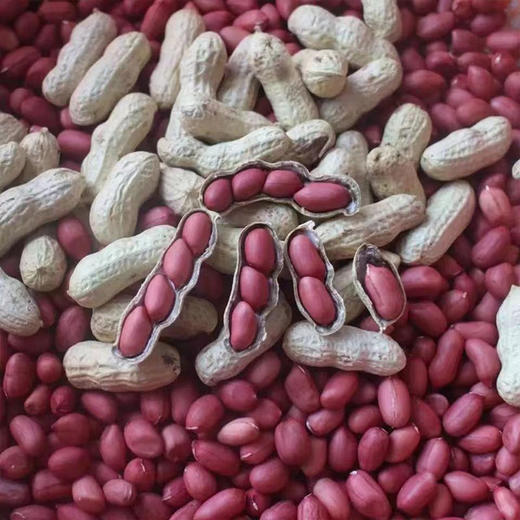 河谷上方 红四粒花生 500g*5袋 商品图3