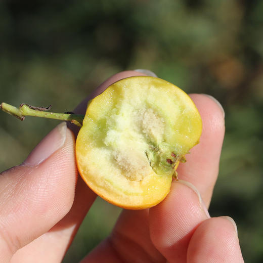 金如意山楂  清香软面  色泽金黄  核小肉厚  甜大于酸  黄山楂  300g 商品图3