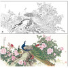 【大彩图】陈军横幅工笔画白描底稿《孔雀》临摹勾线花鸟线稿CJ42 商品缩略图0