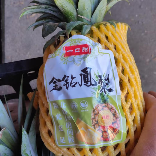 金钻凤梨 商品图0