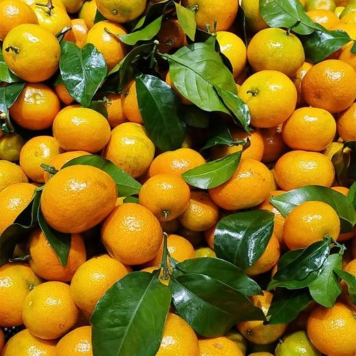 沙糖桔（约500g/份） 商品图1