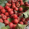 山楂树莓蛋糕 商品缩略图4