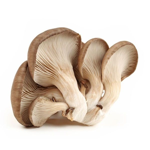 平菇约590~610g/份