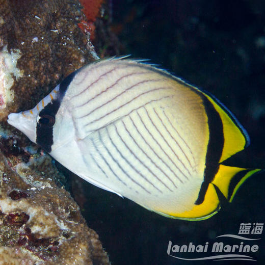 假人字蝶 商品图1