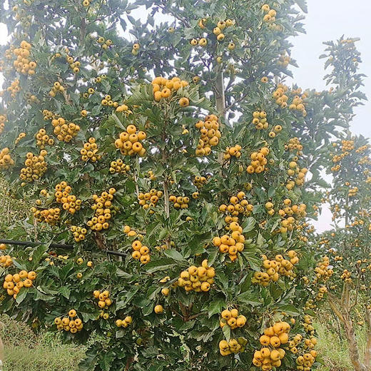 金如意山楂  清香软面  色泽金黄  核小肉厚  甜大于酸  黄山楂  300g 商品图5