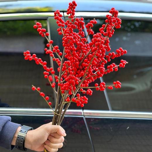 北美冬青50cm 商品图4