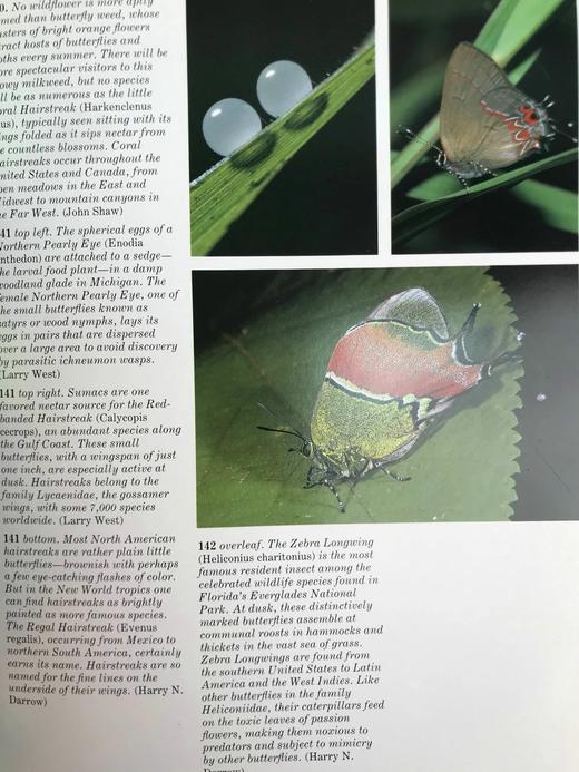 奥杜邦昆虫图鉴 数百幅插图 精装大16开 商品图9