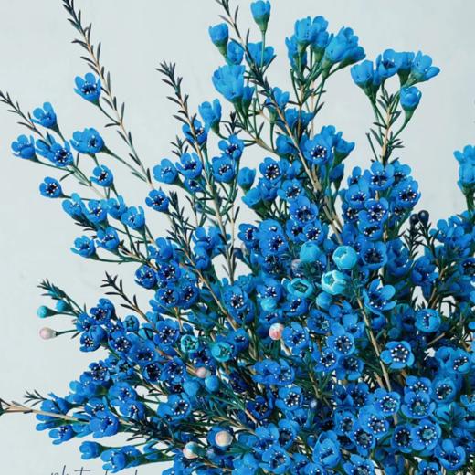 腊梅丨蓝色丨草花 商品图0