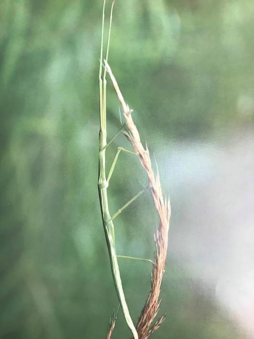 奥杜邦昆虫图鉴 数百幅插图 精装大16开 商品图13