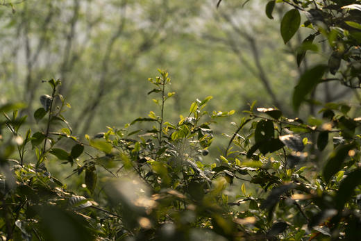 2023年南山兰  景迈山核心产区  普洱生茶 200g/饼 商品图5