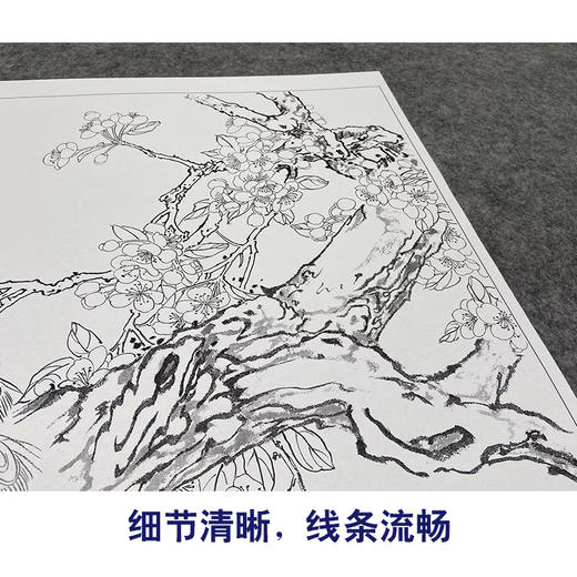 【大彩图】陈军工笔画白描底稿小品《孔雀》临摹勾线花鸟线稿 CJ59 商品图4