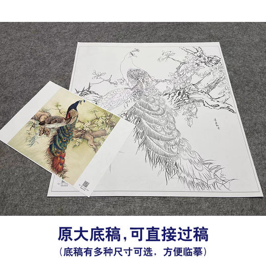 【大彩图】陈军工笔画白描底稿小品《孔雀》临摹勾线花鸟线稿 CJ59 商品图1