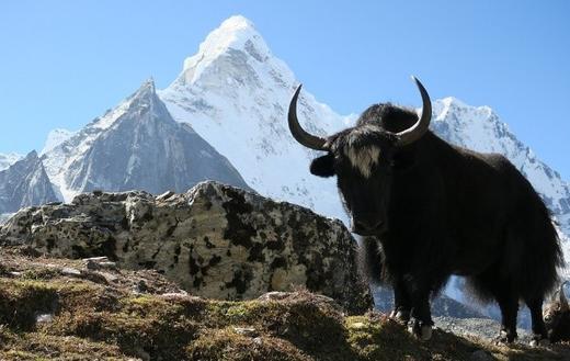 s天赋纯净牦牛纯牛奶200ml*12盒 商品图6