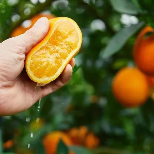 赣南脐橙10斤  纯甜不酸/美味多汁 现摘精选水果 京东/德邦快递发货 商品图1