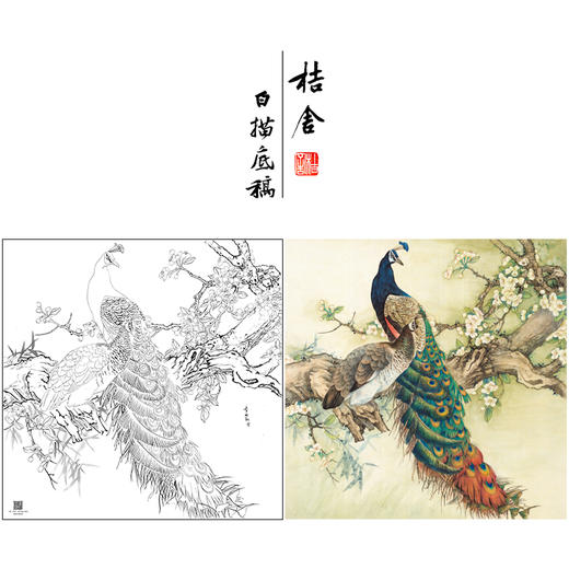 【大彩图】陈军工笔画白描底稿小品《孔雀》临摹勾线花鸟线稿 CJ59 商品图0