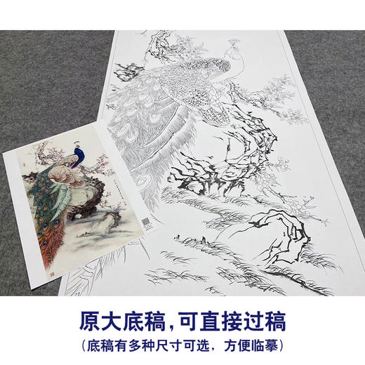 【大彩图】陈军工笔画白描底稿《孔雀图》临摹勾线花鸟线稿CJ48 商品图1