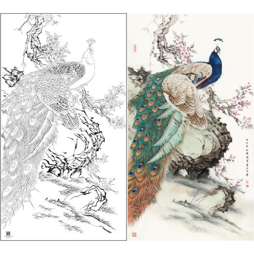 【大彩图】陈军工笔画白描底稿《孔雀图》临摹勾线花鸟线稿CJ48 商品图0